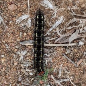 Apina callisto at Symonston, ACT - 23 Aug 2018