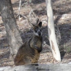 Wallabia bicolor (Swamp Wallaby) at Mount Ainslie - 24 Aug 2018 by WalterEgo