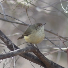 Acanthiza reguloides (Buff-rumped Thornbill) at Majura, ACT - 24 Aug 2018 by WalterEgo