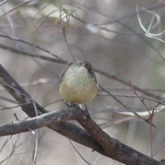 Acanthiza reguloides at Majura, ACT - 24 Aug 2018