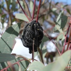 Perga sp. (genus) (Sawfly or Spitfire) at Mount Ainslie - 24 Aug 2018 by WalterEgo