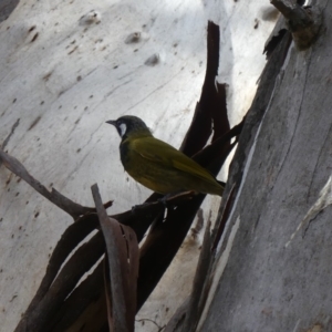 Nesoptilotis leucotis at Majura, ACT - 24 Aug 2018