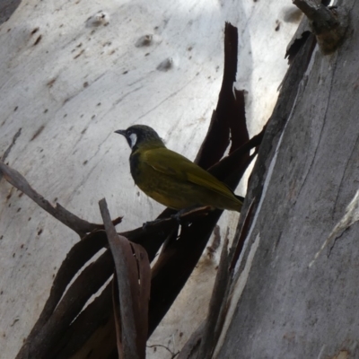 Nesoptilotis leucotis (White-eared Honeyeater) at Majura, ACT - 24 Aug 2018 by WalterEgo