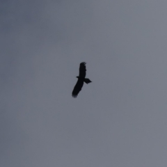 Aquila audax (Wedge-tailed Eagle) at Mount Ainslie - 24 Aug 2018 by WalterEgo