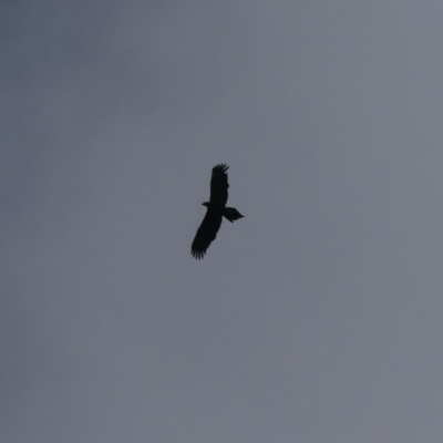 Aquila audax (Wedge-tailed Eagle) at Mount Ainslie - 24 Aug 2018 by WalterEgo