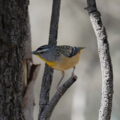 Pardalotus punctatus (Spotted Pardalote) at Majura, ACT - 24 Aug 2018 by WalterEgo