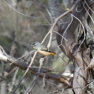 Pardalotus punctatus at Majura, ACT - 24 Aug 2018