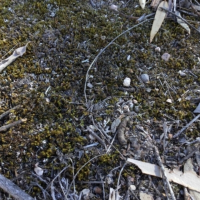 Unverified Moss, Liverwort or Hornwort at Murrumbateman, NSW - 31 Jul 2018 by BraidwoodCentral