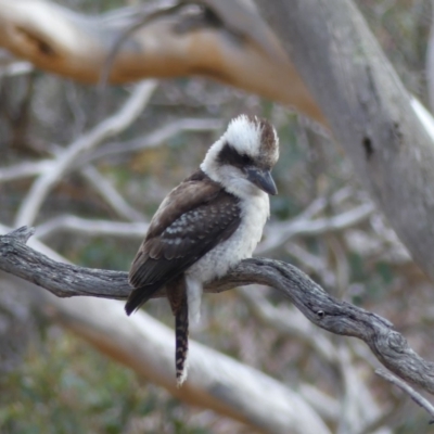 Dacelo novaeguineae (Laughing Kookaburra) at Hackett, ACT - 24 Aug 2018 by WalterEgo