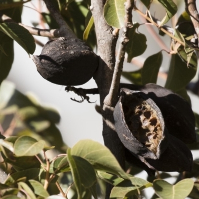 Brachychiton populneus subsp. populneus (Kurrajong) at Illilanga & Baroona - 16 Aug 2018 by Illilanga