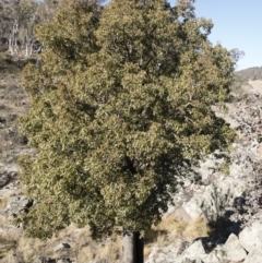 Brachychiton populneus subsp. populneus at Michelago, NSW - 16 Aug 2018