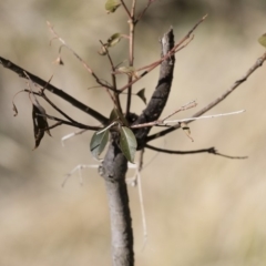 Brachychiton populneus subsp. populneus at Michelago, NSW - 16 Aug 2018