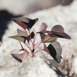 Brachychiton populneus subsp. populneus at Michelago, NSW - 16 Aug 2018