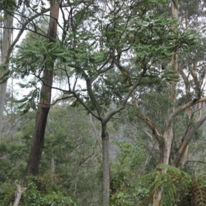 Polyscias murrayi at Buckenbowra State Forest - 23 Aug 2018