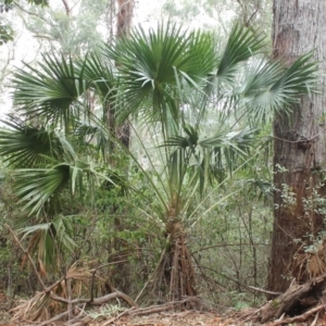 Livistona australis at Buckenbowra State Forest - suppressed