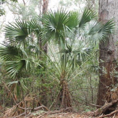 Livistona australis (Australian Cabbage Palm) at Buckenbowra State Forest - 23 Aug 2018 by nickhopkins