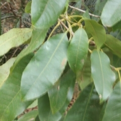 Unverified Other Tree at Monga National Park - 23 Aug 2018 by nickhopkins