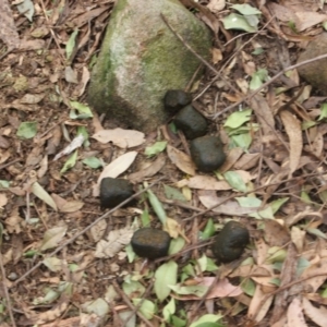 Vombatus ursinus at Buckenbowra State Forest - 23 Aug 2018