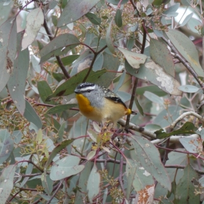 Pardalotus punctatus (Spotted Pardalote) at Mount Ainslie - 23 Aug 2018 by WalterEgo