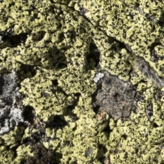 Rhizocarpon geographicum (Yellow Map Lichen) at Illilanga & Baroona - 16 Aug 2018 by Illilanga