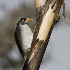 Manorina melanocephala (Noisy Miner) at Illilanga & Baroona - 25 Aug 2013 by Illilanga