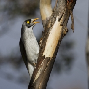 Manorina melanocephala at Illilanga & Baroona - 25 Aug 2013