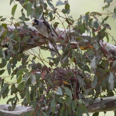 Manorina melanocephala (Noisy Miner) at Michelago, NSW - 20 Oct 2014 by Illilanga