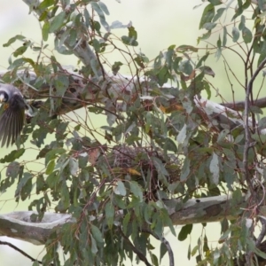 Manorina melanocephala at Michelago, NSW - 20 Oct 2014