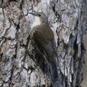 Cormobates leucophaea at Illilanga & Baroona - 2 Feb 2015