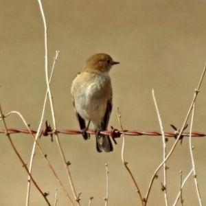 Petroica phoenicea at Gordon, ACT - 24 Aug 2018