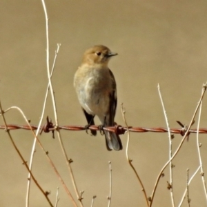 Petroica phoenicea at Gordon, ACT - 24 Aug 2018