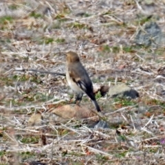 Petroica phoenicea at Gordon, ACT - 24 Aug 2018