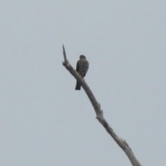 Accipiter cirrocephalus (Collared Sparrowhawk) at Tennent, ACT - 23 Aug 2018 by RodDeb