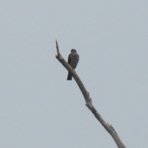 Tachyspiza cirrocephala at Tennent, ACT - 24 Aug 2018