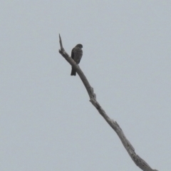 Tachyspiza cirrocephala at Tennent, ACT - 24 Aug 2018 09:05 AM