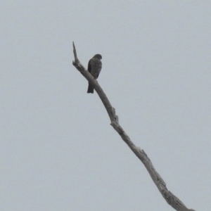 Tachyspiza cirrocephala at Tennent, ACT - 24 Aug 2018 09:05 AM