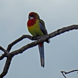 Platycercus eximius at Namadgi National Park - 24 Aug 2018 11:31 AM