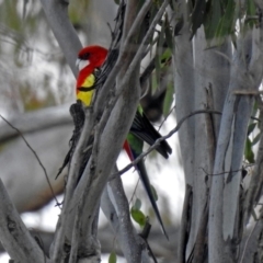 Platycercus eximius at Namadgi National Park - 24 Aug 2018 11:31 AM