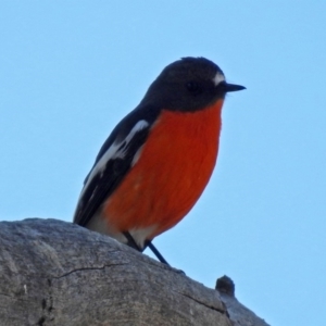 Petroica phoenicea at Paddys River, ACT - 24 Aug 2018