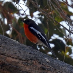 Petroica phoenicea at Paddys River, ACT - 24 Aug 2018