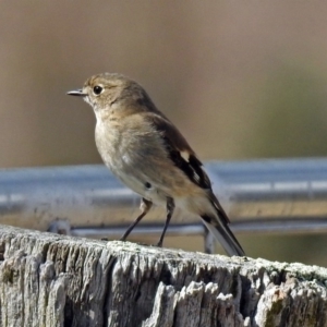 Petroica phoenicea at Paddys River, ACT - 24 Aug 2018