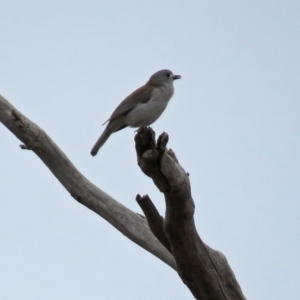 Colluricincla harmonica at Tennent, ACT - 24 Aug 2018 09:39 AM