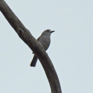 Colluricincla harmonica at Tennent, ACT - 24 Aug 2018 09:39 AM