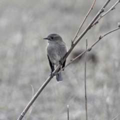 Petroica phoenicea (Flame Robin) at Tennent, ACT - 23 Aug 2018 by RodDeb