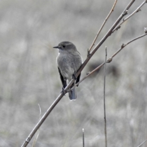 Petroica phoenicea at Tennent, ACT - 24 Aug 2018 09:51 AM