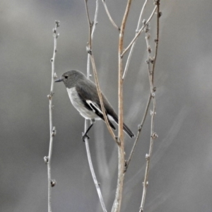 Petroica phoenicea at Tennent, ACT - 24 Aug 2018