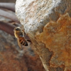 Apis mellifera (European honey bee) at Paddys River, ACT - 24 Aug 2018 by RodDeb