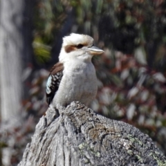 Dacelo novaeguineae (Laughing Kookaburra) at Namadgi National Park - 24 Aug 2018 by RodDeb