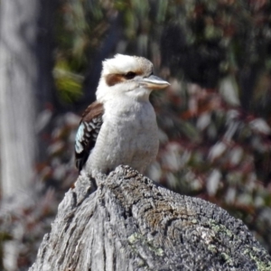 Dacelo novaeguineae at Namadgi National Park - 24 Aug 2018