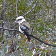 Dacelo novaeguineae at Namadgi National Park - 24 Aug 2018